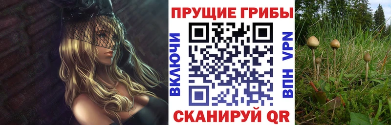 omg рабочий сайт  сколько стоит  Болохово  Галлюциногенные грибы прущие грибы 